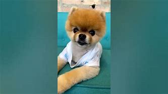 Image result for Jiff Pom Hair Cut