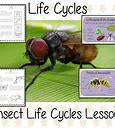 Image result for Insect Life Cycle