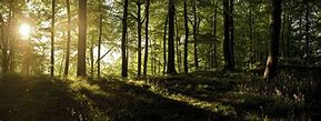 Image result for Dual Monitor Wallpaper Forest