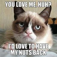 Image result for Confused Meme Grumpy Cat