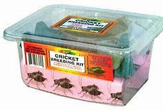 Image result for Cricket Farming Kit
