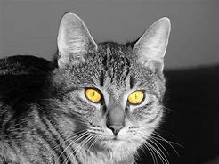 Image result for Cat Eyes Contact Lens