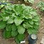 Image result for Hosta Invincible