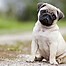 Image result for Pug Puppy