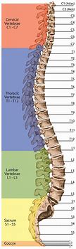 Image result for Back Spine Vertebrae Numbers