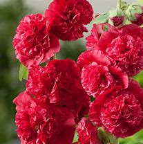 Image result for Alcea rosea double scarlet