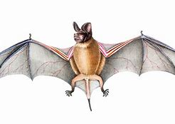 Image result for Bat Eyes
