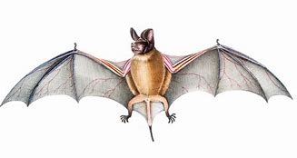 Image result for Cricket Bat Evolution