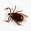Image result for What a Tick Looks Like