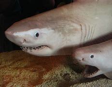 Image result for Dead Sea Shark
