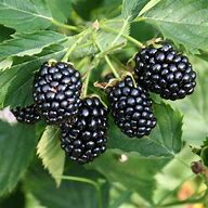 Image result for Rubus fruticosus Navaho