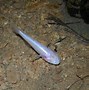 Image result for C. American Cave Fish