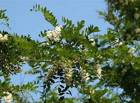 Image result for robinia