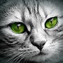 Image result for Beautiful Cat Face