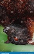 Image result for Fruit Bat Eyes