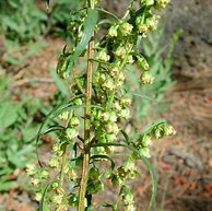 Résultat d’images pour Artemisia dracunculus