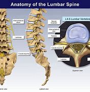 Image result for L1 to L5 Lumbar Spine