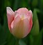 Image result for Tulipa Bella Blush