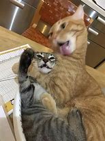 Image result for 2017 Choking Cat Meme