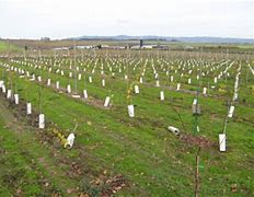Image result for Planting Grapes