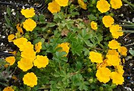 Image result for Potentilla crantzii Goldrausch