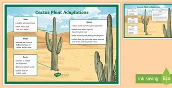 Image result for Saguaro Cactus Adaptations