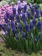 Image result for Muscari Night Eyes