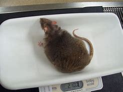 Image result for Biggest Rat Ever