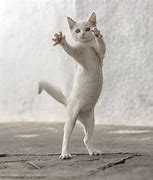 Image result for Persian Cat Dance Meme