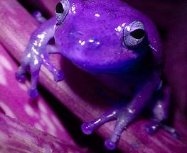 Image result for Things That Are Purple
