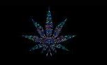 Image result for Trippy Weed High