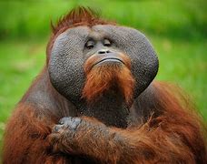 Image result for Funny Ape Images