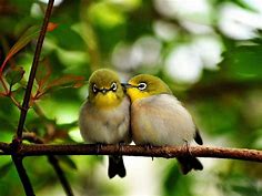 La vie de couple chez les oiseaux en photographies - animaux