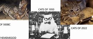 Image result for Chimp and Cat Evolution Meme
