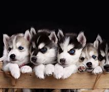Image result for Siberian Husky Puppies Wallpaper