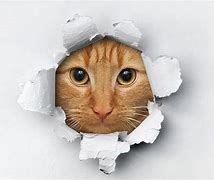 Image result for Funny Cat Screensavers