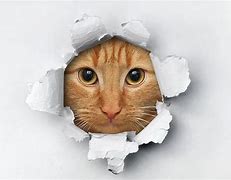 Image result for Silly Cat Art
