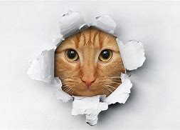 Image result for Silly Funny Cat