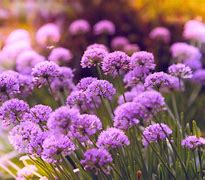 Image result for Pictures of Purple Flowers