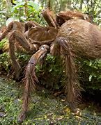 Image result for Largest Spider to Ever Exist
