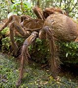 Image result for Bird Eating Goliath Biggest Spider in the World