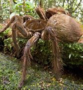 Image result for Biggest Live Spider in the World