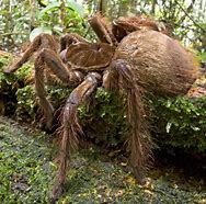 Image result for Biggest Bird Eating Spider in the World