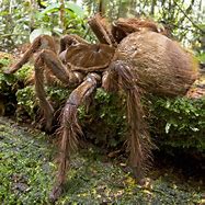 Image result for Biggest Goliath Birdeater Spider