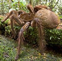 Image result for Biggest Bird Eating Spider
