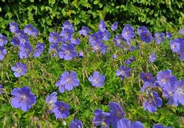 Image result for Geranium himalayense ‘Baby Blue’