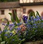 Image result for Forget Me Not Flower Facts