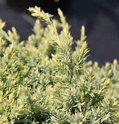Afbeeldingsresultaten voor Juniperus squam. Holger