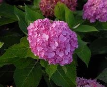 Image result for Hydrangea macrophylla FLAIR 