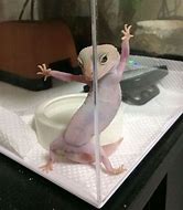 Image result for Funny Gecko Pics